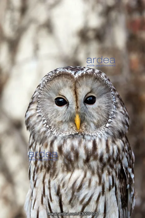  : Ural Owl Loiret Sologne France