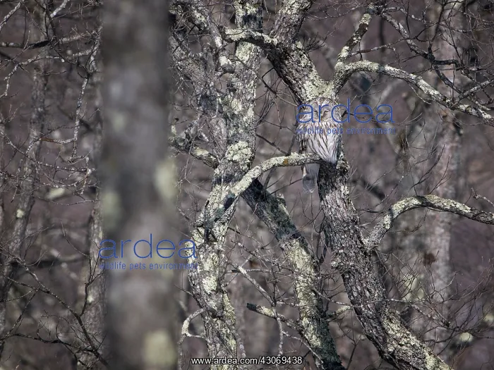 : Ural Owl (Strix uralensis) sleeping in unidentified tree : Ural Owl (Strix uralensis) sleeping in unidentified tree