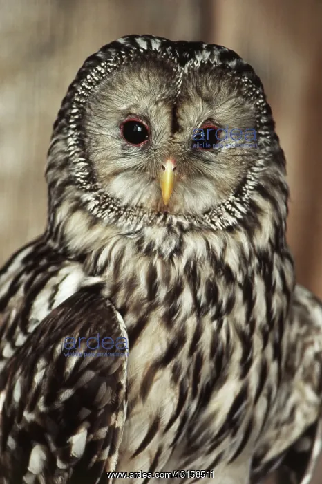 : Ural Owl. Ural owl (Strix uralensis), found throughout the northern palearctic regions : Ural Owl. Ural owl (Strix uralensis), found throughout the northern palearctic regions