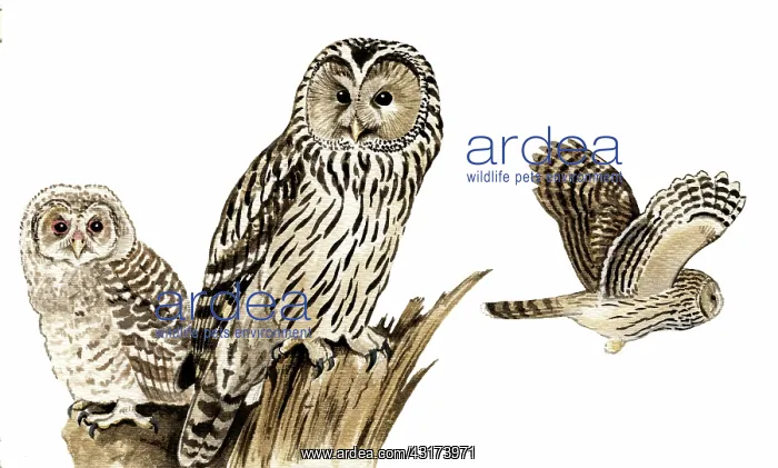 : Ural Owl. Ural owl ( Strix uralensis) adult, juvenile and flight : Ural Owl. Ural owl ( Strix uralensis) adult, juvenile and flight