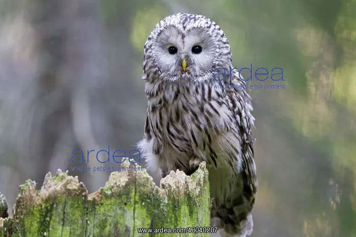  : Ural Owl adult
