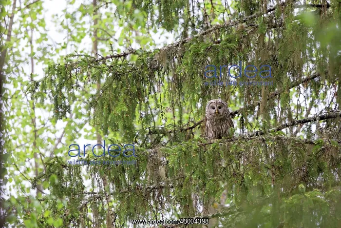 : Ural Owl adult female perched in tree : Ural Owl adult female perched in tree