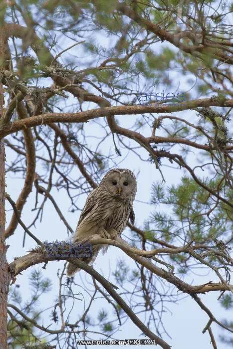  : Ural Owl adult perched in pine