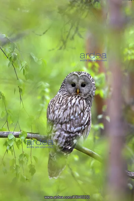  : Ural Owl adult perched in pine