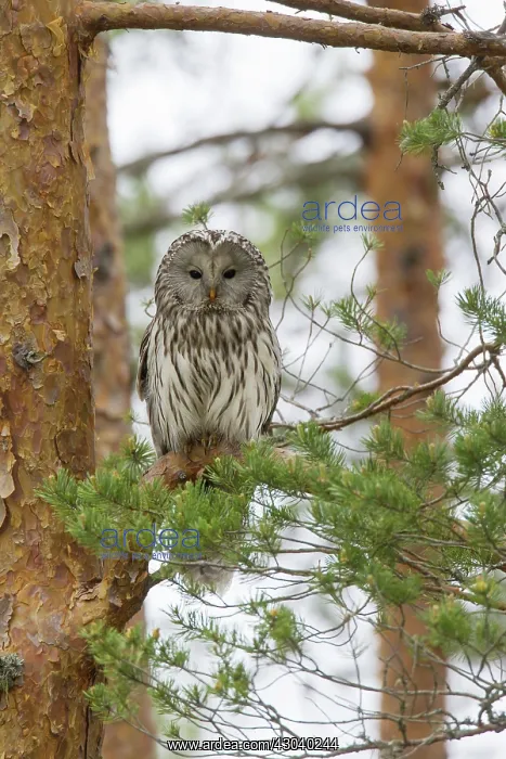  : Ural Owl adult perched in pine