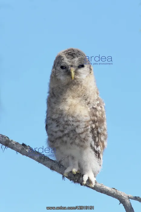 : Ural Owl - Chick having just left the nest tree : Ural Owl - Chick having just left the nest tree