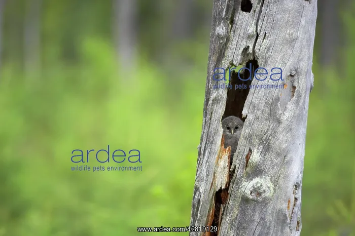 : Ural Owl - Chick in Nest Tree : Ural Owl - Chick in Nest Tree