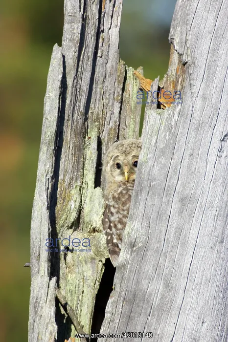 : Ural Owl - Chick in Nest Tree : Ural Owl - Chick in Nest Tree