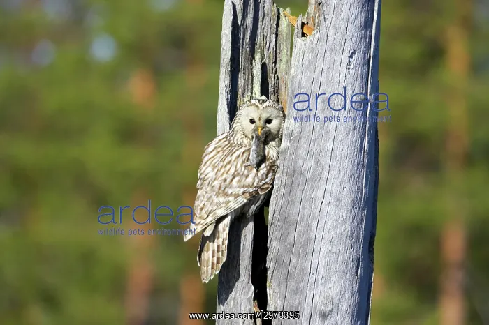 : Ural Owl - Female Bring Food to Nest : Ural Owl - Female Bring Food to Nest