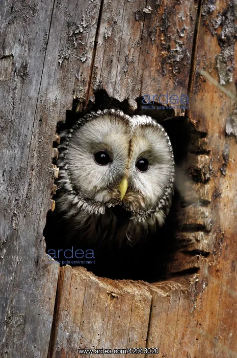 : Ural owl - peering out of hole in tree : Ural owl - peering out of hole in tree