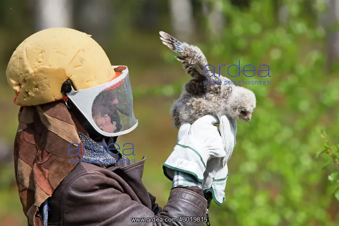 : Ural Owl a researcher ringing young wearing : Ural Owl a researcher ringing young wearing