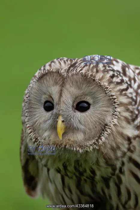 : Ural owl (Strix uralensis) adult bird head portrait : Ural owl (Strix uralensis) adult bird head portrait