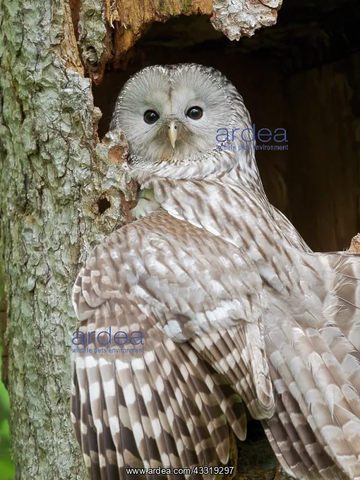 : Ural Owl (Strix uralensis). Adult at entrance of : Ural Owl (Strix uralensis). Adult at entrance of