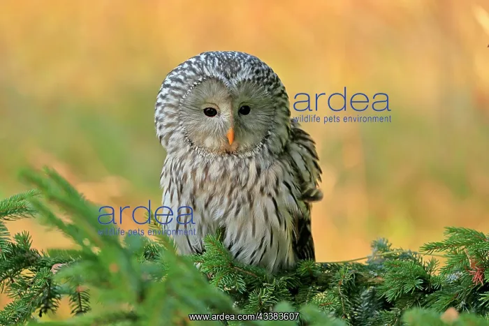 : Ural Owl (Strix uralensis), adult, on fir tree : Ural Owl (Strix uralensis), adult, on fir tree