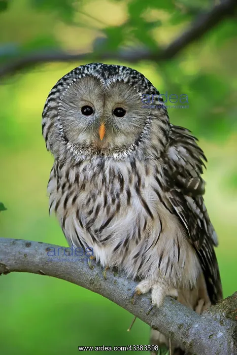 : Ural Owl (Strix uralensis), adult, perch, alert : Ural Owl (Strix uralensis), adult, perch, alert