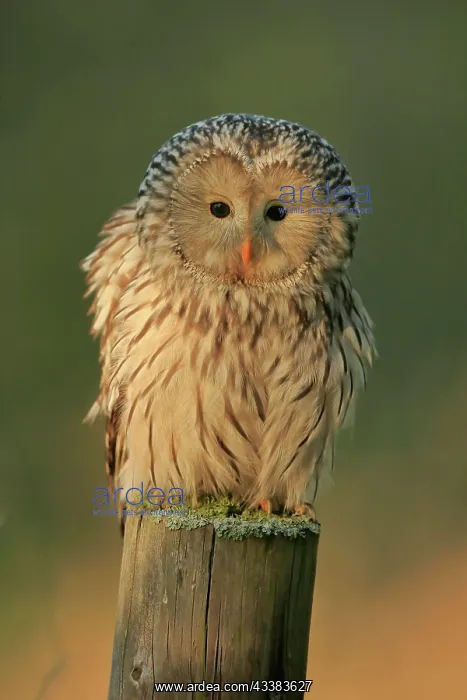 : Ural Owl (Strix uralensis), adult, perch, alert : Ural Owl (Strix uralensis), adult, perch, alert