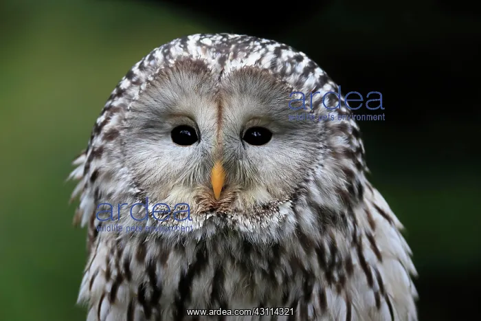 : Ural owl (Strix uralensis), adult, portrait, alert : Ural owl (Strix uralensis), adult, portrait, alert