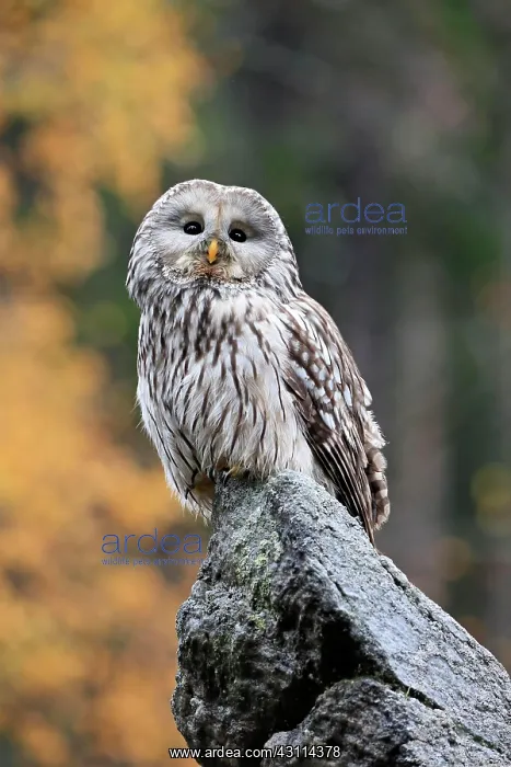 : Ural owl (Strix uralensis), adult, on rocks, alert : Ural owl (Strix uralensis), adult, on rocks, alert