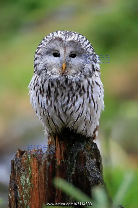 : Ural owl (Strix uralensis), adult, waiting, alert : Ural owl (Strix uralensis), adult, waiting, alert