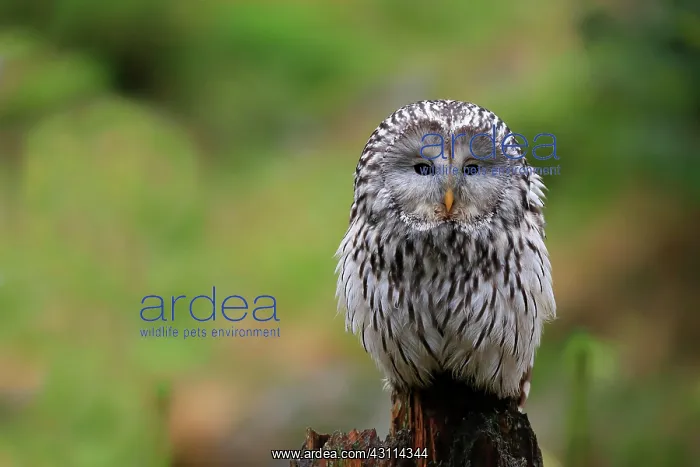  : Ural owl (Strix uralensis), adult, waiting, alert