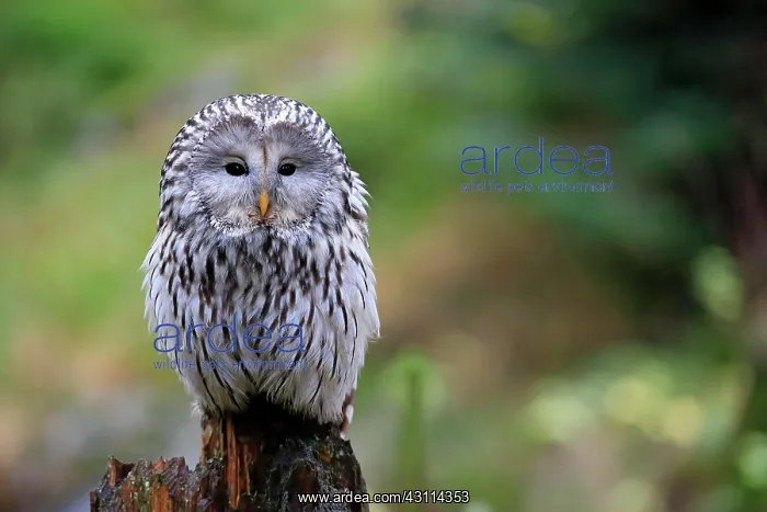 : Ural owl (Strix uralensis), adult, waiting, alert : Ural owl (Strix uralensis), adult, waiting, alert