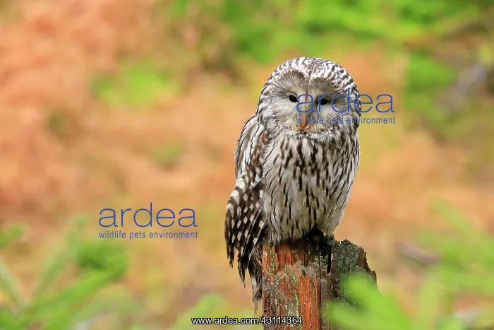 : Ural owl (Strix uralensis), adult, waiting, alert : Ural owl (Strix uralensis), adult, waiting, alert