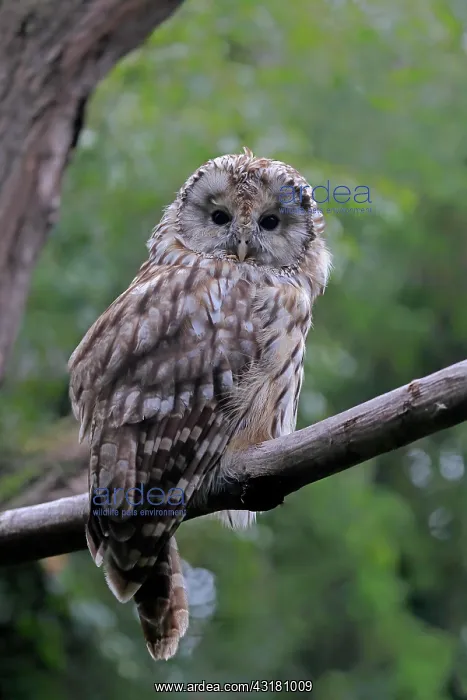 : Ural owl (Strix uralensis), adult, waiting, alert : Ural owl (Strix uralensis), adult, waiting, alert