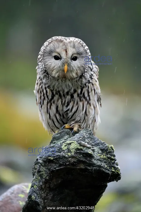 : Ural owl (Strix uralensis), adult, waiting, alert : Ural owl (Strix uralensis), adult, waiting, alert