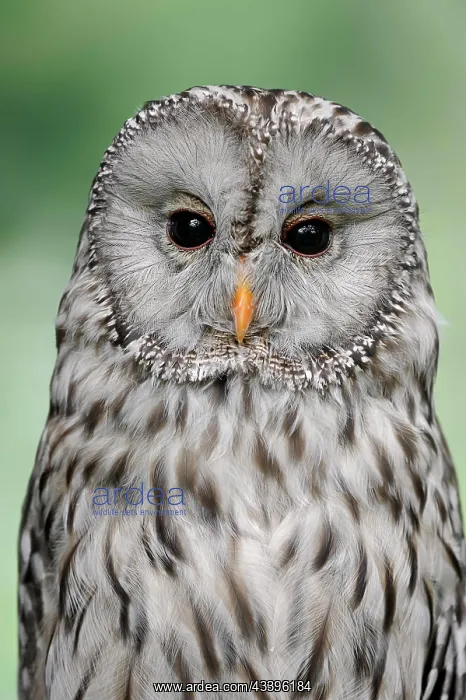 : Ural owl (Strix uralensis), Bavarian Forest, Germany : Ural owl (Strix uralensis), Bavarian Forest, Germany