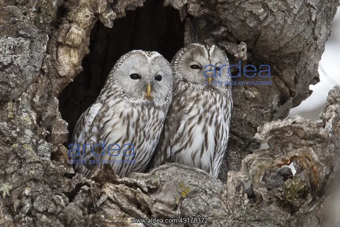 : Ural Owl (Strix uralensis japonica) : Ural Owl (Strix uralensis japonica)