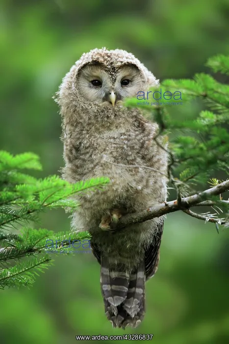 : Ural owl (Strix uralensis), juvenile, Germany, Europe : Ural owl (Strix uralensis), juvenile, Germany, Europe