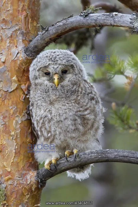 : Ural owl (Strix uralensis) owlet perched in tree : Ural owl (Strix uralensis) owlet perched in tree