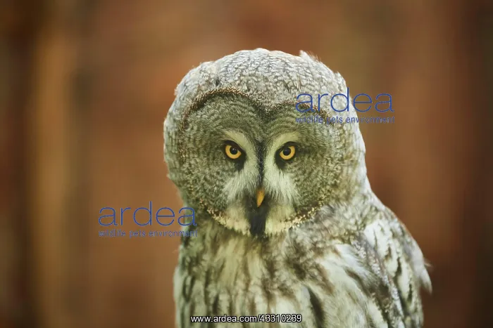 : Ural owl (Strix uralensis), portrait, Bavaria, Germany : Ural owl (Strix uralensis), portrait, Bavaria, Germany