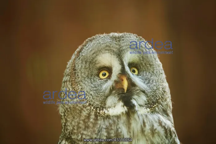 : Ural owl (Strix uralensis), portrait, Bavaria, Germany : Ural owl (Strix uralensis), portrait, Bavaria, Germany