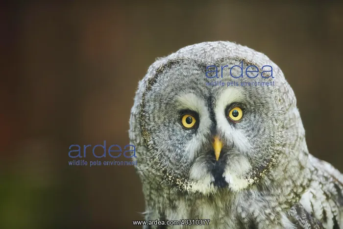  : Ural owl (Strix uralensis), portrait, Bavaria, Germany