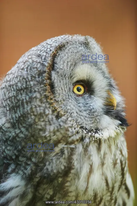 : Ural owl (Strix uralensis), portrait, Bavaria, Germany : Ural owl (Strix uralensis), portrait, Bavaria, Germany