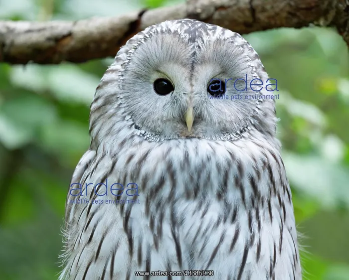 : Ural owl (Strix uralensis), portrait, captive, Bavaria : Ural owl (Strix uralensis), portrait, captive, Bavaria