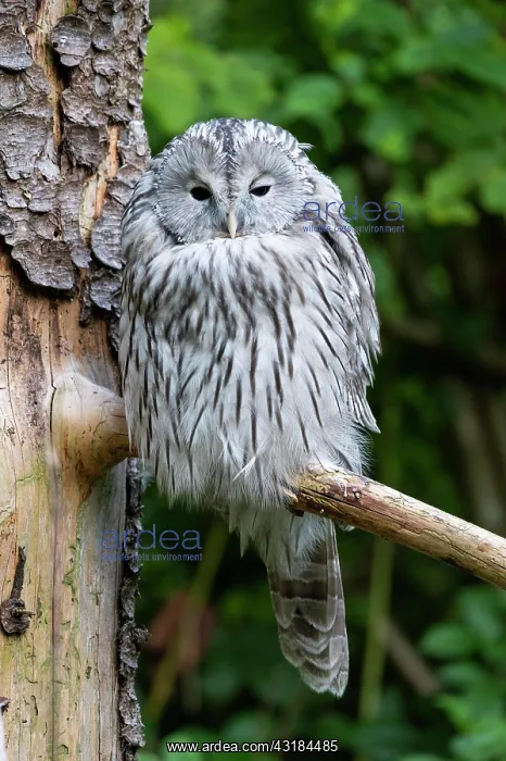 : Ural owl (Strix uralensis), sitting on a branch : Ural owl (Strix uralensis), sitting on a branch