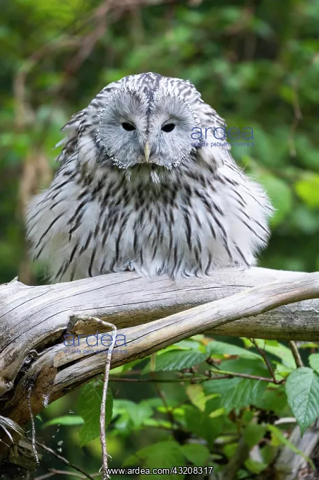 : Ural owl (Strix uralensis), sitting on a branch : Ural owl (Strix uralensis), sitting on a branch