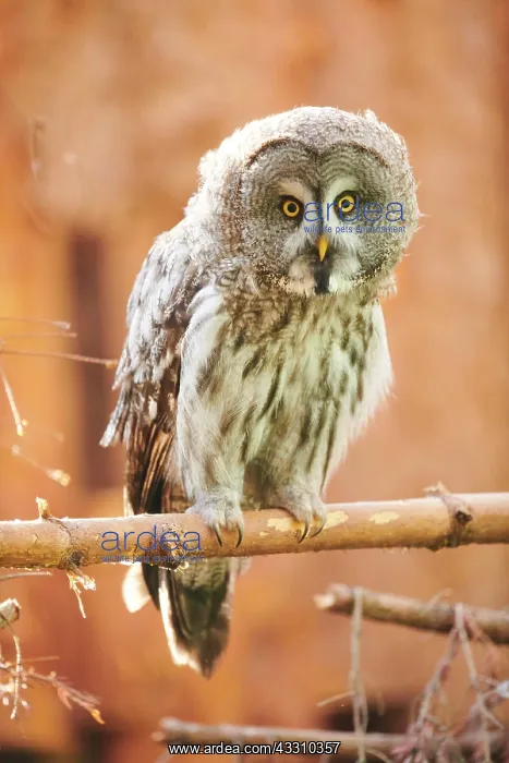 : Ural owl (Strix uralensis) sitting on a branch : Ural owl (Strix uralensis) sitting on a branch