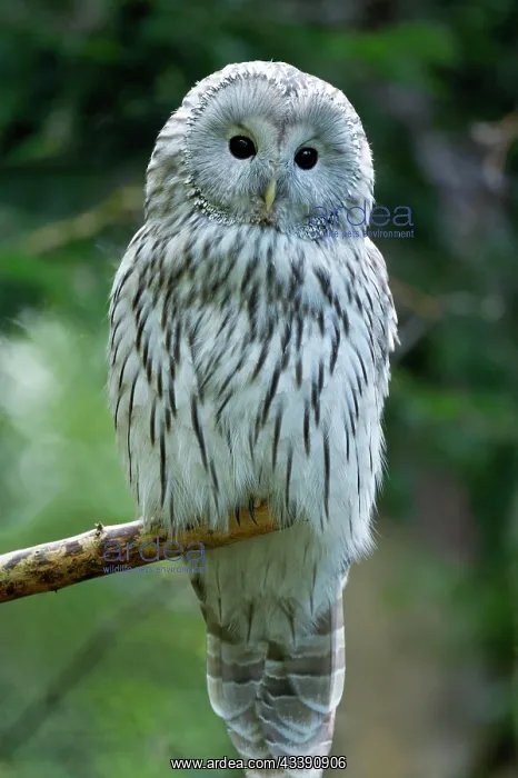 : Ural owl (Strix uralensis) sitting on a branch : Ural owl (Strix uralensis) sitting on a branch