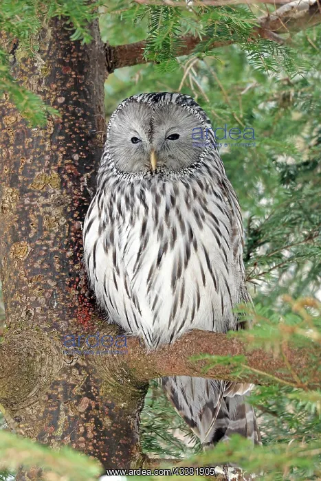 : Ural Owl (Strix uralensis), sitting in tree, National : Ural Owl (Strix uralensis), sitting in tree, National