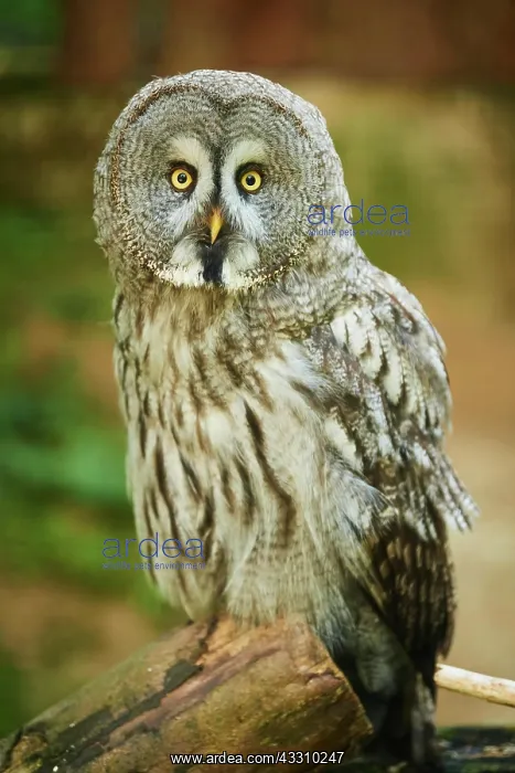 : Ural owl (Strix uralensis) sitting on a tree trunk : Ural owl (Strix uralensis) sitting on a tree trunk
