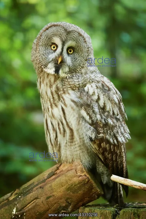 : Ural owl (Strix uralensis) sitting on a tree trunk : Ural owl (Strix uralensis) sitting on a tree trunk