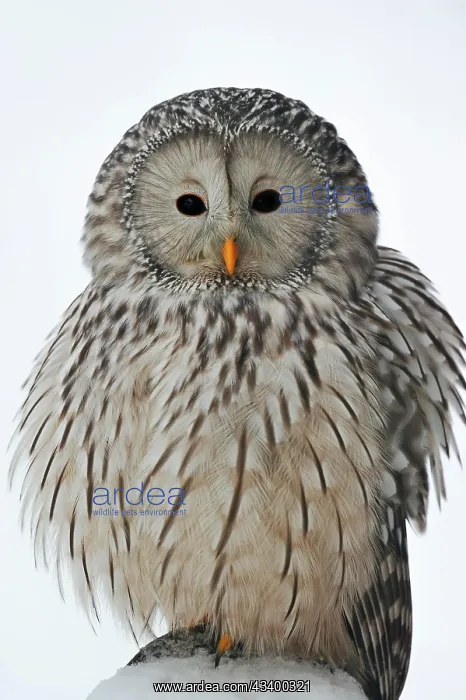 : Ural owl (Strix uralensis) in winter, Bavarian Forest : Ural owl (Strix uralensis) in winter, Bavarian Forest
