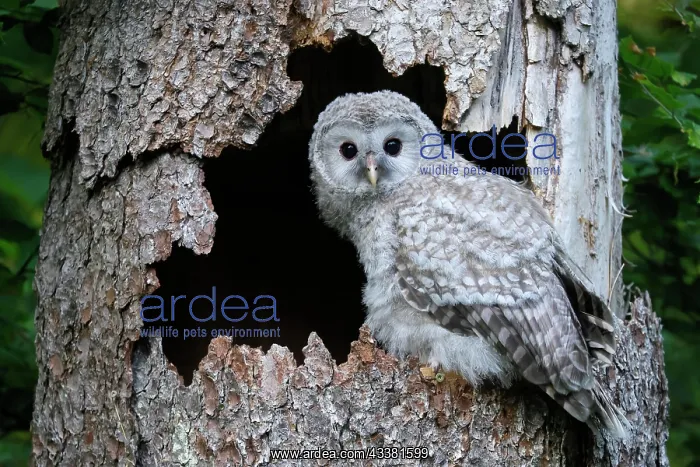 : Ural Owl (Strix uralensis), young bird, branchli : Ural Owl (Strix uralensis), young bird, branchli