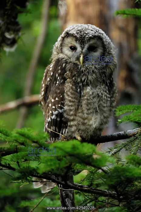 : Ural Owl - young one : Ural Owl - young one