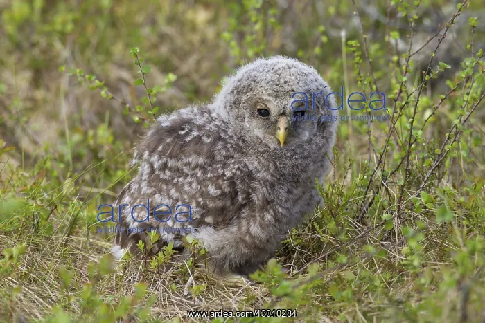  : Ural Owl young
