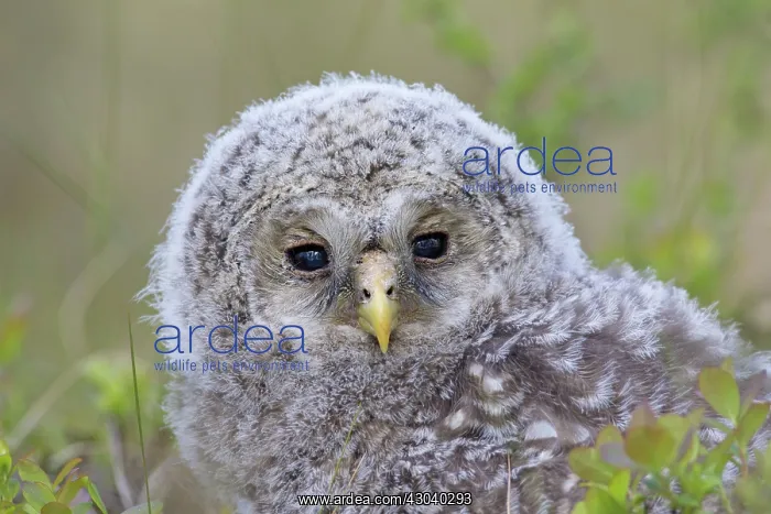  : Ural Owl young