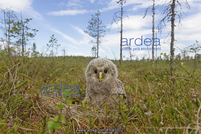  : Ural Owl young